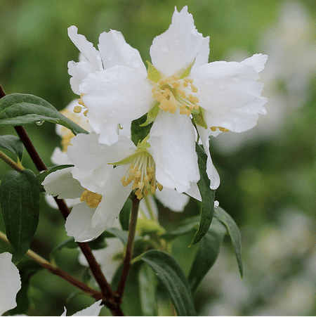 Mein schöner Garten Pfeifenstrauch Fl'Aroma® 'Lemon Beauty'