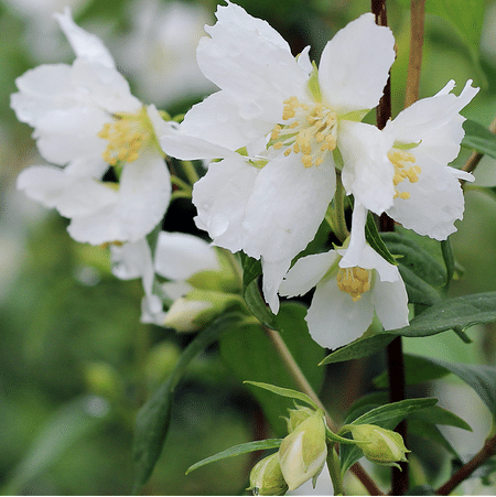 Mein schöner Garten Pfeifenstrauch Fl'Aroma® 'Snow Bouquet'