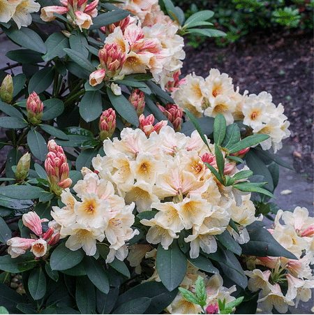 Mein schöner Garten Rhododendron 'Bernstein'