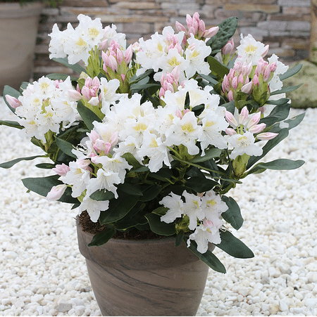 Mein schöner Garten Rhododendron 'Cunningham's White'