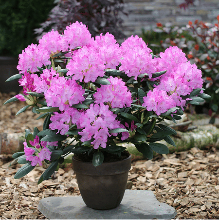 Mein schöner Garten Rhododendron 'Englisch Roseum'
