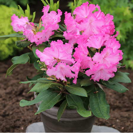 Mein schöner Garten Rhododendron Hybride 'Anastasia'®