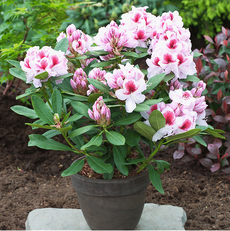 Mein schöner Garten Rhododendron Hybride 'Belami'®