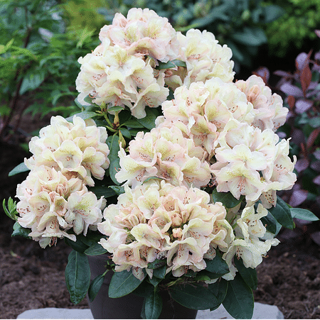 Mein schöner Garten Rhododendron Hybride 'Belkanto'®