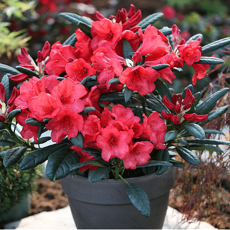 Mein schöner Garten Rhododendron Hybride 'Elizabeth'