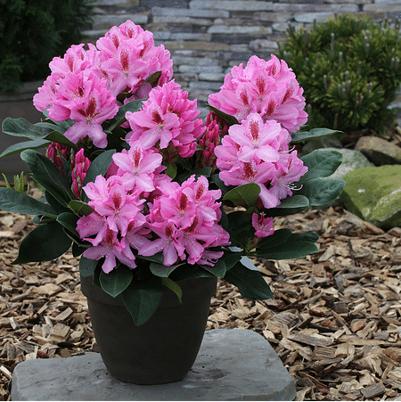 Mein schöner Garten Rhododendron Hybride 'Furnivall's Daughter'