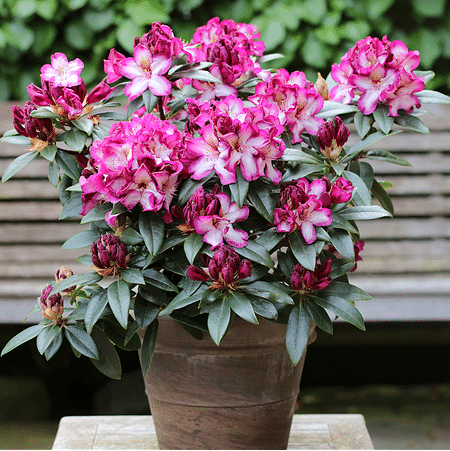 Mein schöner Garten Rhododendron Hybride 'Hans Hachmann'