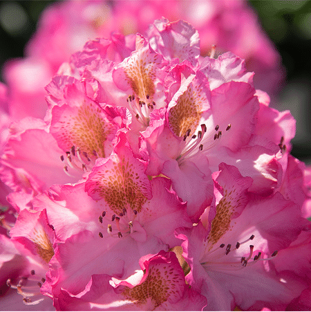 Mein schöner Garten Rhododendron Hybride 'Junifee'
