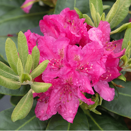 Mein schöner Garten Rhododendron Hybride 'Junifreude'