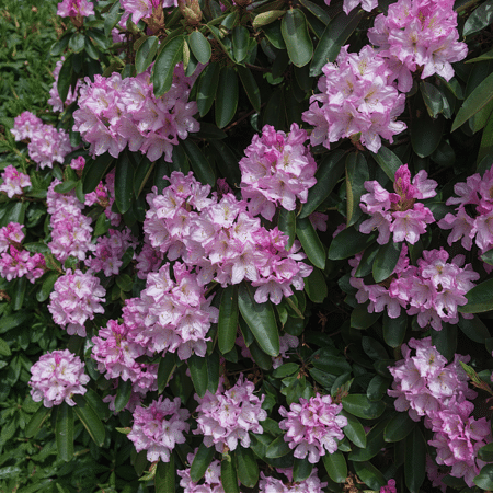 Mein schöner Garten Rhododendron 'Rose Duft'