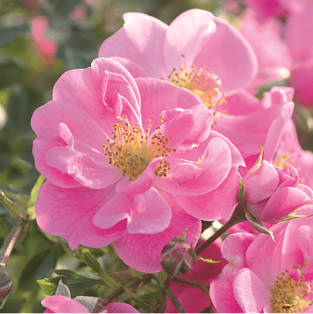 Mein schöner Garten Rose 'Bienenweide®Rosa'