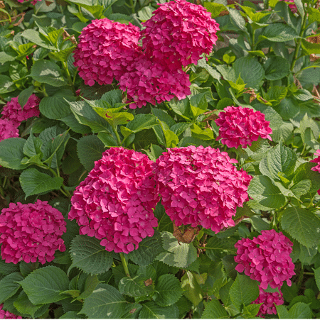 Mein schöner Garten Schneeball-Hortensie 'Pink Annabelle'