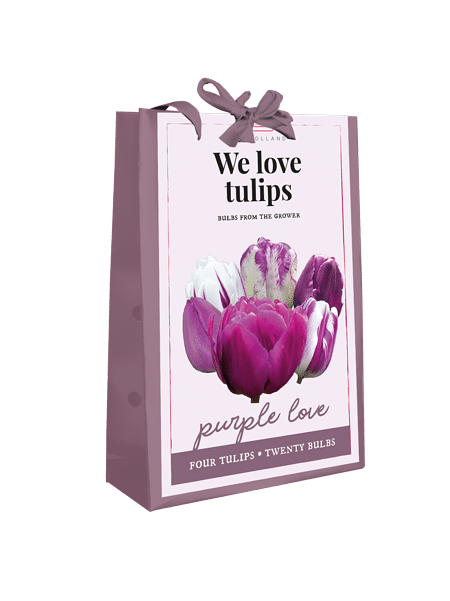 Mein schöner Garten Tulpen Beet 'Purple Love'
