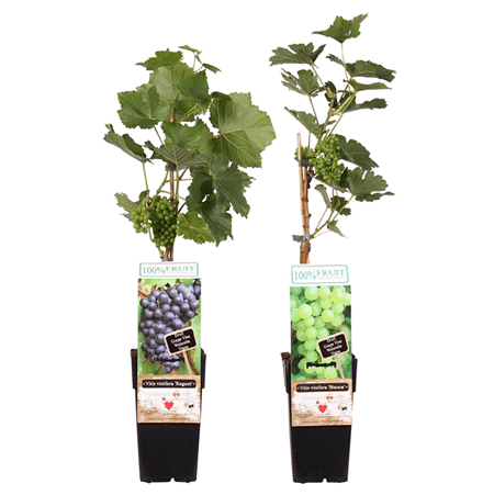 Mein schöner Garten Weintrauben-Duo