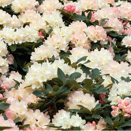 Mein schöner Garten Yakus-Rhododendron 'Golden Torch' I