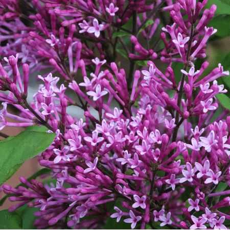 Mein schöner Garten Zwerg-Duftflieder 'Bloomerang® Dark Purple'