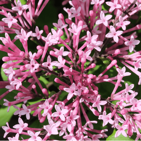 Mein schöner Garten Zwerg-Duftflieder 'Bloomerang Pink Parfume'