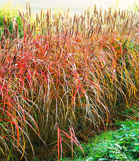 Miscanthus-Hecke,1 Pflanze