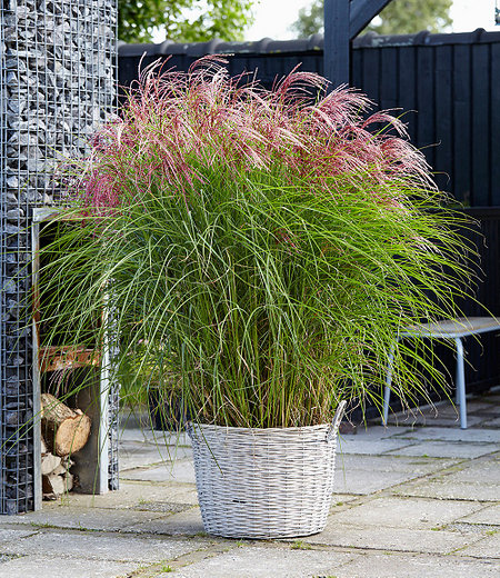 Miscanthus "Red Cloud®",1 Pflanze