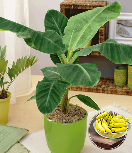 Musa Banana Tropicana, 1 Pflanze