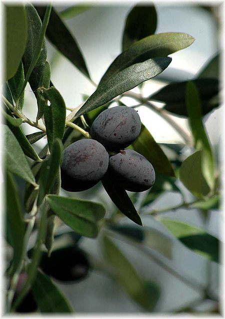 Olive Olea europaea ´Frantoio`