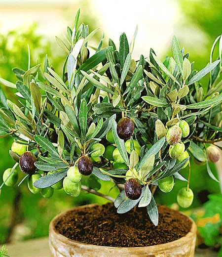 Olive,1 Pflanze Olea europaea Olivenbaum