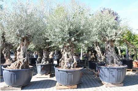 Olivenbaum (Hojiblanca) frosthart - Olea europea Hojiblanca