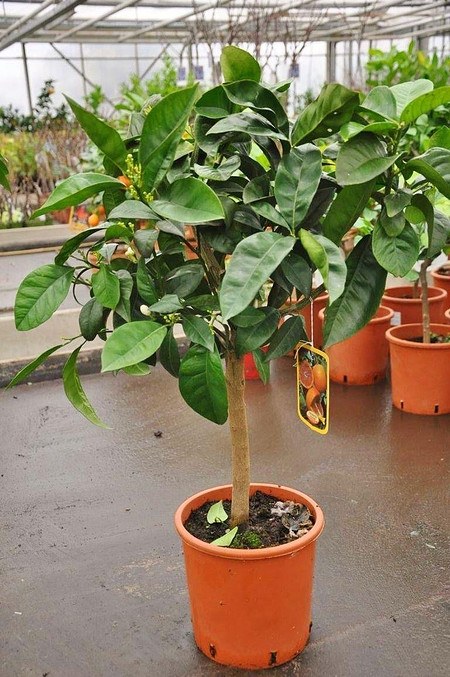 Orangenbaum (Blutorange) - Citrus sinensis