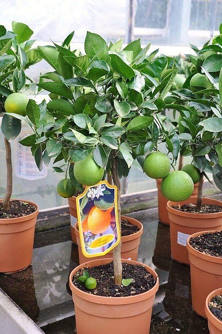 Orangenbaum (Italienische Orange) - Citrus sinensis