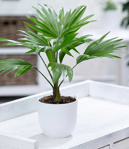 Palme "Livistona Rotundifolia",1 Pflanze