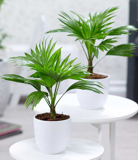 Palmen Duo,2 Pflanzen