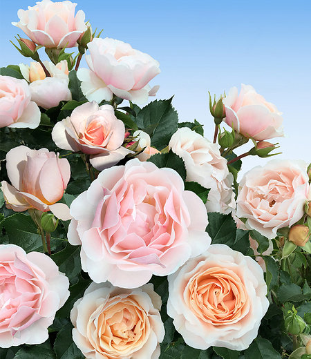 Parfum-Rose "Jardin des Tuileries®",1 Pflanze