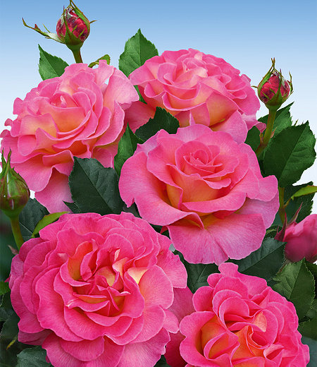 Parfum-Rose "Pink Paradise®",1Pflanze