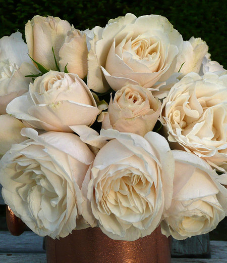 Parfum-Rose "Princesse Astrid®",1 Pflanze
