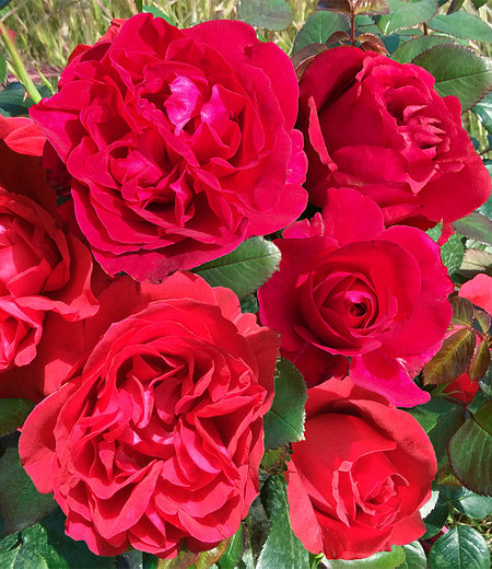 Parfum-Rose "Rose Clos Vougeot®",1 Pflanze