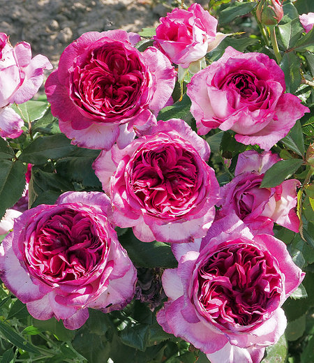 Parfum-Rose "Thierry Marx®",1Pflanze