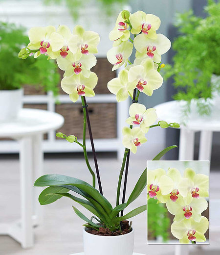 Phalaenopsis Orchidee, 2 Triebe, "Gelb",1 Pflanze