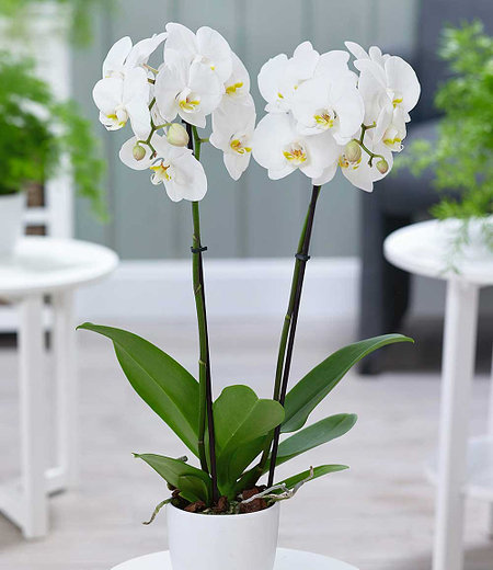Phalaenopsis Orchidee, 2 Triebe, "Weiß",1 Pflanze