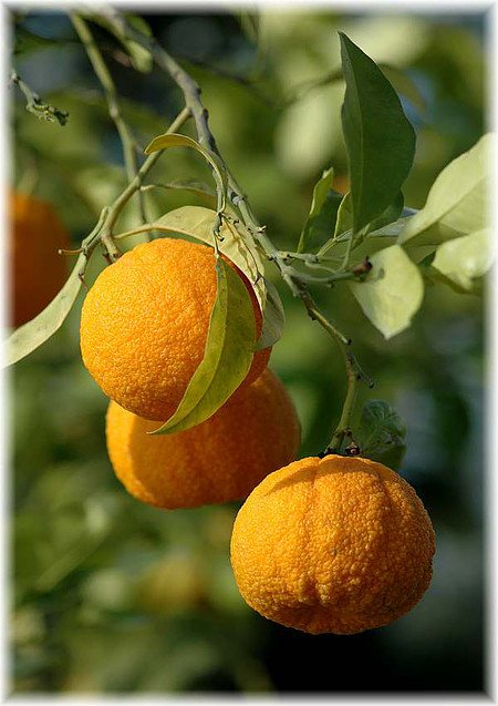Pomeranze / Bitterorange Citrus aurantium