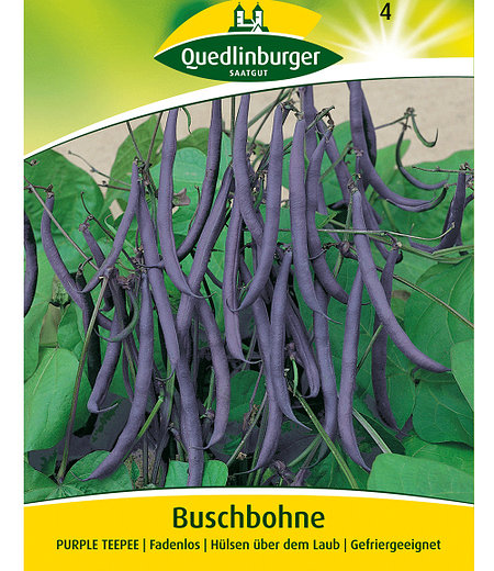 Quedlinburger Buschbohne "Purple TEEPEE" blau,1 Portion