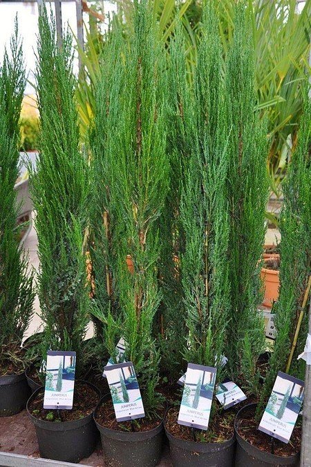 Raketenwacholder (Blue Arrow) -Juniperus scopulorum Blue Arrow