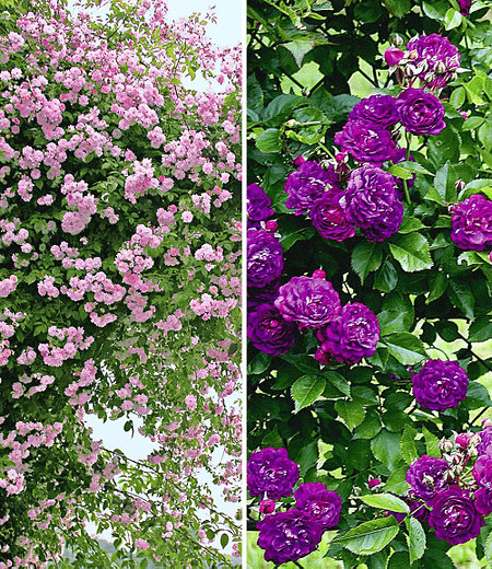 Rambler-Rosen-Kollektion blau und rosa,2 Pflanzen