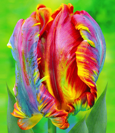 Regenbogen-Tulpe "Blumex®",10 St.