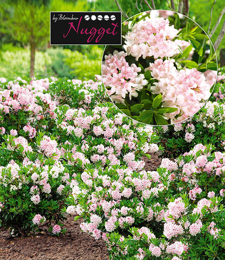 Rhododendron "Nugget by Bloombux®", 1 Pflanze