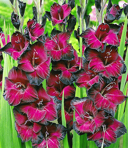 Riesen-Gladiole "Schönheit der Nacht",15 Stück Gladiolus