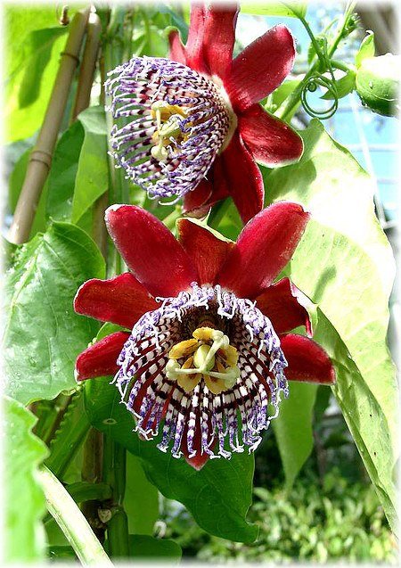 Riesen-Granadilla Passiflora alata