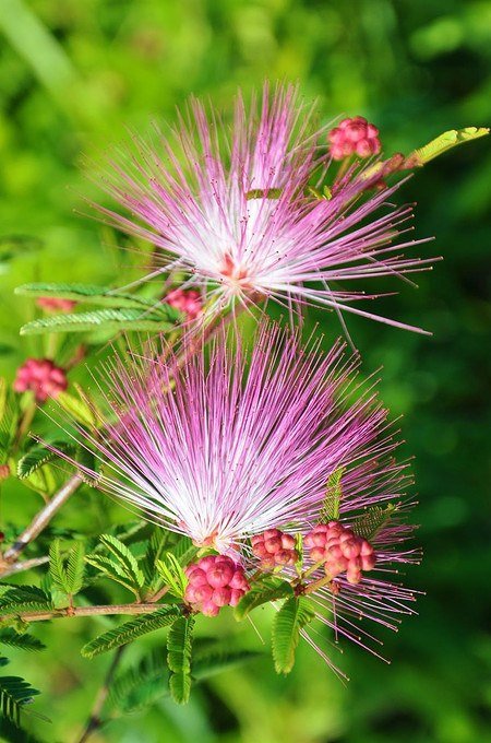 Rosa Puderquastenstrauch(Dixie Pink) - Calliandra surinamensis