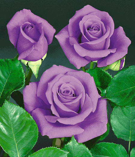 Rose "Blue Saphir",1 Pflanze