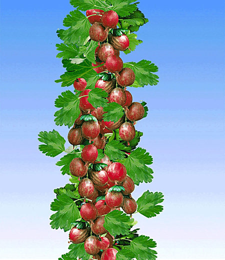 Rote Säulen-Stachelbeere,1 Pflanze