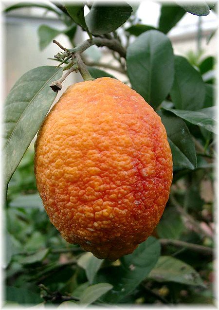 Rote Zitrone Citrus limon ´Rosso`